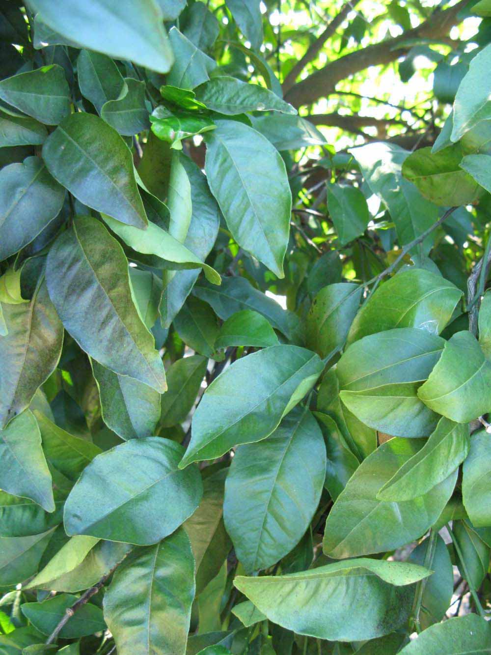              Shade leaves (Winter Haven, FL)       